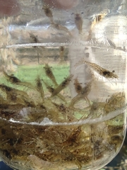 Palaemon antennarius