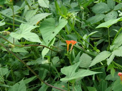 Ipomoea rubriflora