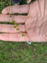 Lindernia rotundifolia