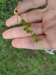 Lindernia rotundifolia
