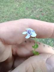 Lindernia rotundifolia