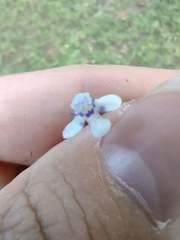 Lindernia rotundifolia