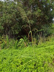Themeda villosa