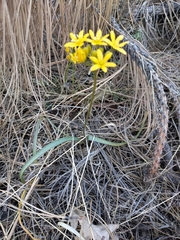 Triteleia lemmoniae