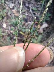 Digitaria violascens