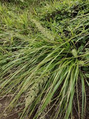 Eragrostis variabilis