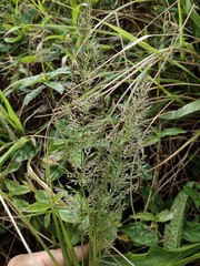 Eragrostis variabilis