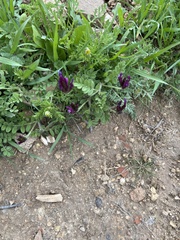Astragalus callichrous