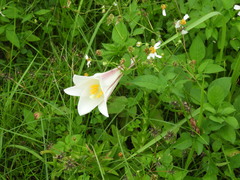 Lilium longiflorum scabrum