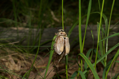 Melolontha pectoralis