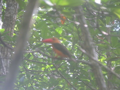 Pelargopsis amauroptera