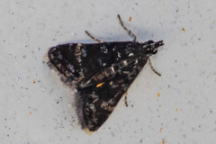 Heliothelinae