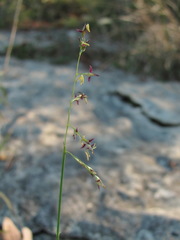 Cleistogenes serotina