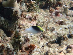 Chrysiptera rollandi