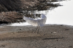 Ardea alba
