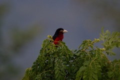 Lybius bidentatus
