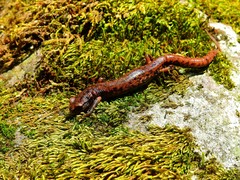 Pseudoeurycea leprosa