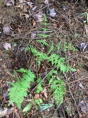 Dryopteris intermedia