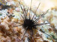 Diadema africanum