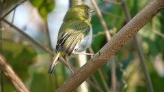 Hemitriccus nidipendulus