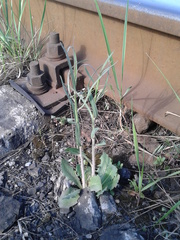 Chondrilla latifolia