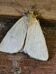 Heliocheilus moribunda