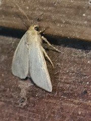 Heliocheilus moribunda