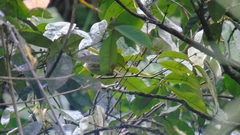 Hemitriccus orbitatus