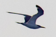 Thalasseus bengalensis