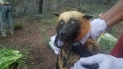 Madagascan Flying-fox