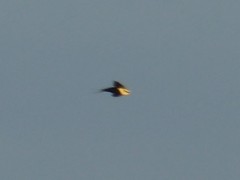 Cheramoeca leucosterna