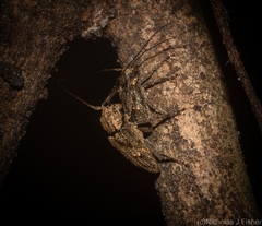 Prosoplus bakewellii