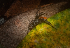 Nyssus yuggera