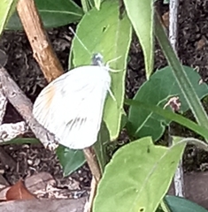 Colotis euippe