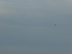 Cheramoeca leucosterna