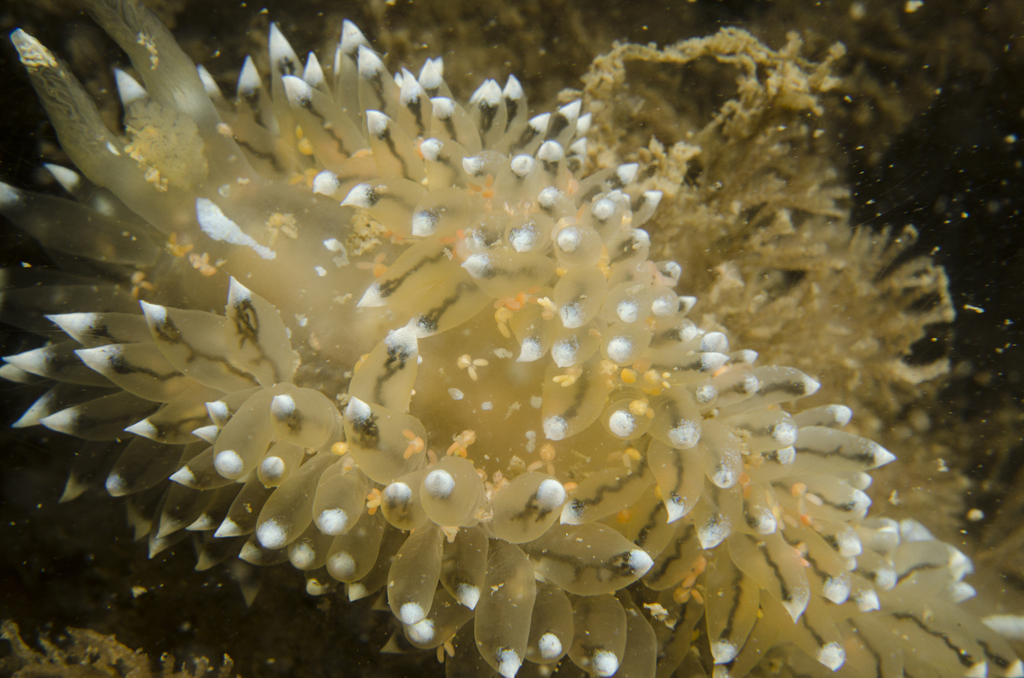 Rhynchomolgidae