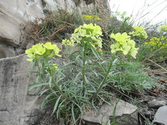 Erysimum flavum