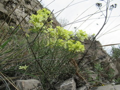 Erysimum flavum