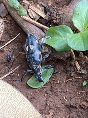 Polyclaeis longicornis