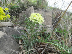 Erysimum flavum