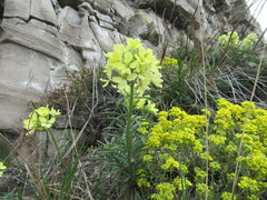 Erysimum flavum