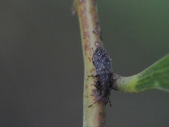 Koscocrompus obscurus