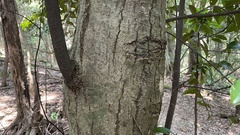 Castanopsis