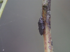 Koscocrompus obscurus