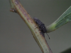 Koscocrompus obscurus