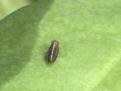 Cephaloconus cyprinus