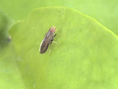 Cephaloconus cyprinus