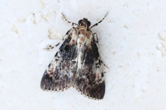 Orthaga thyrisalis