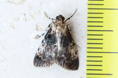 Orthaga thyrisalis