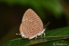 Arhopala pseudomuta